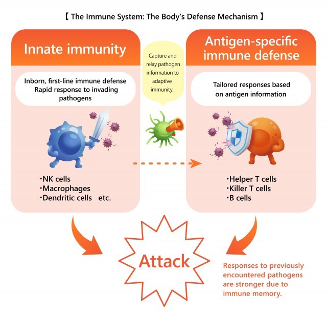 the immune system